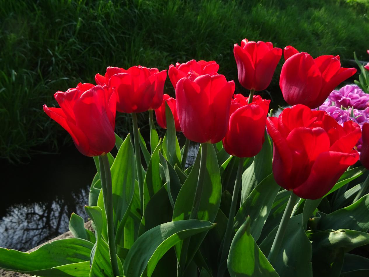 Tulp-Ruby-Prince-1 Ruby Prince - Afbeelding 1