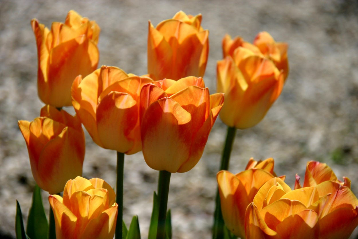 Tulp-Salmon-Dynastie-1 Salmon Dynastie - Afbeelding 1