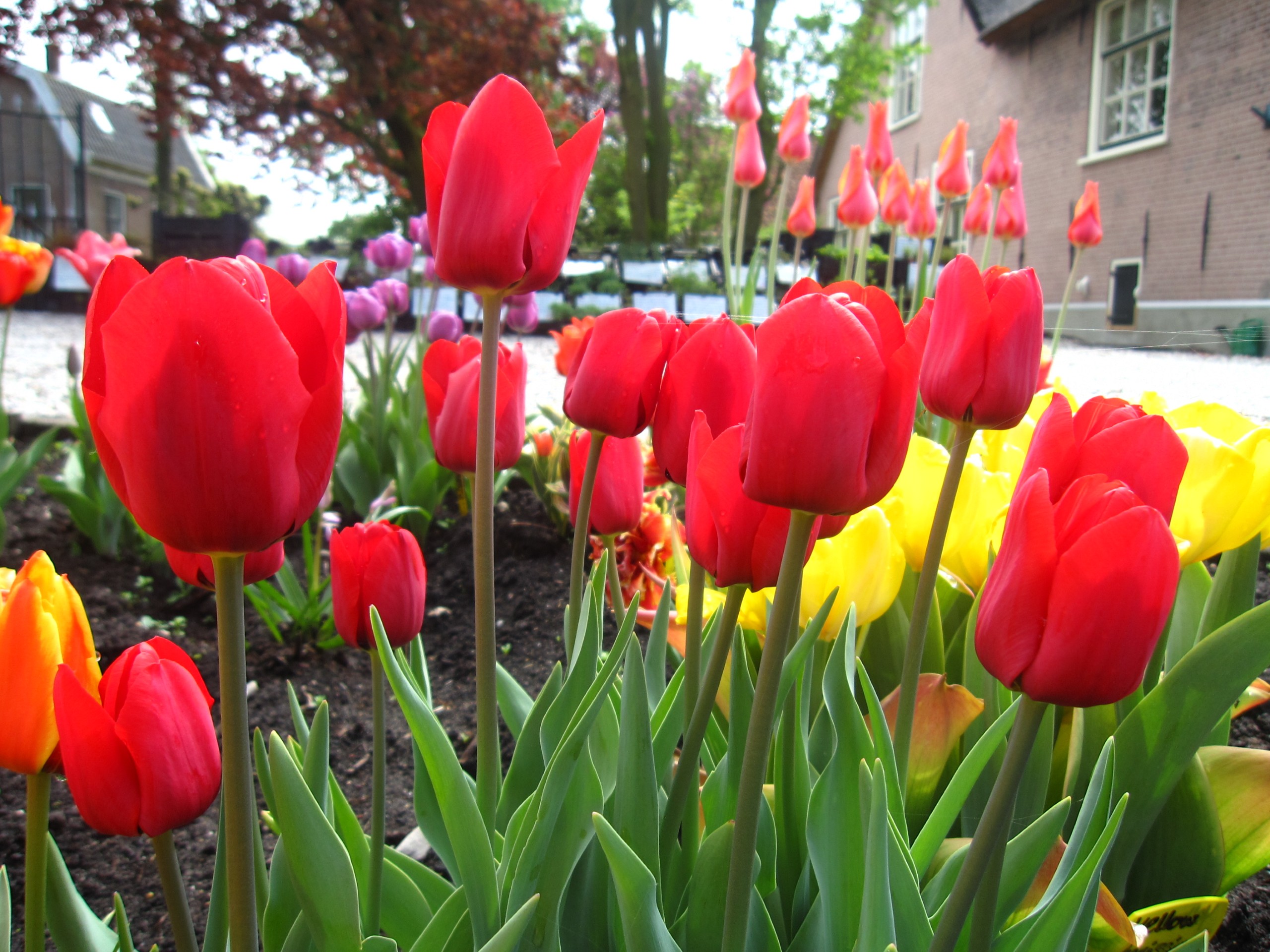 Tulp-Salmon-Pearl-1 Salmon Pearl - Afbeelding 1