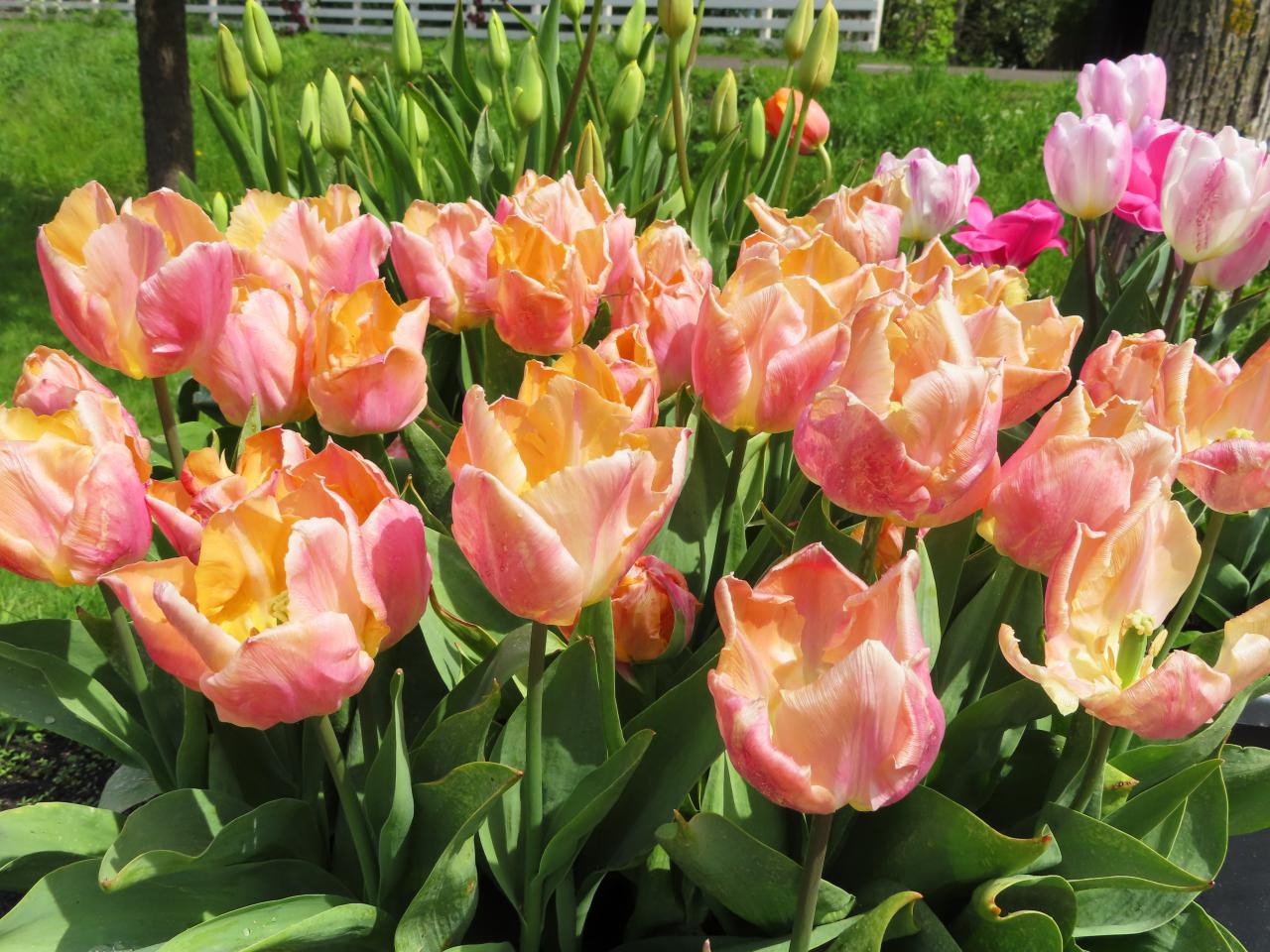 Tulp-Salmon-Prince-1 Salmon Prince - Afbeelding 1