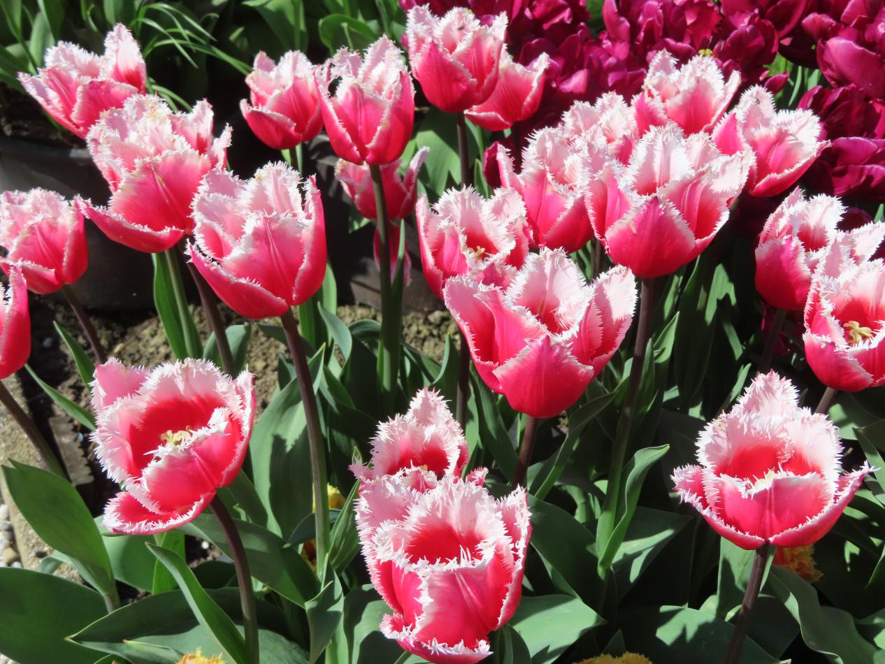Tulp-San-Stefano-3 San Stefano - Afbeelding 1