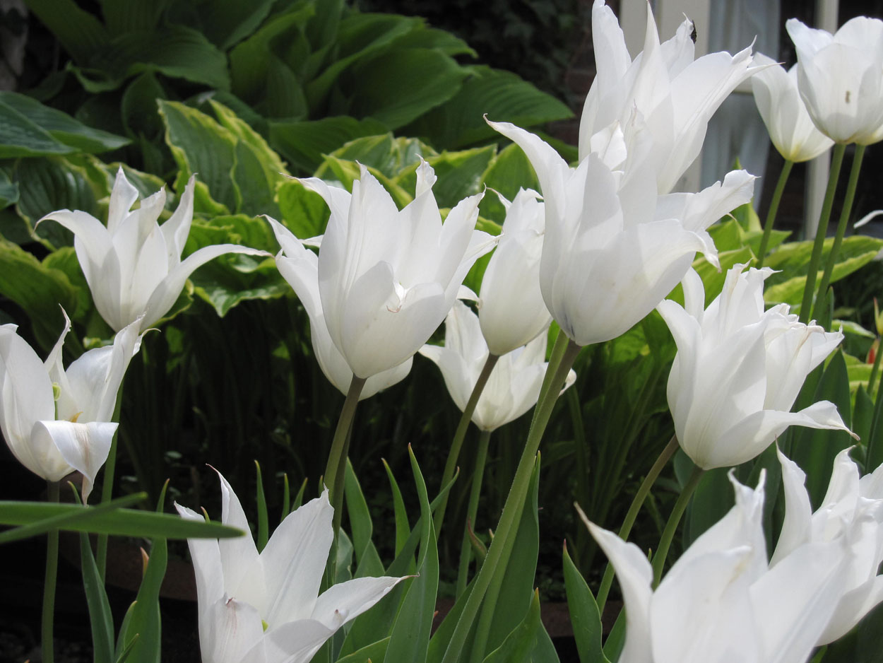 Tulp-Sapporro-2 Sapporo - Afbeelding 1