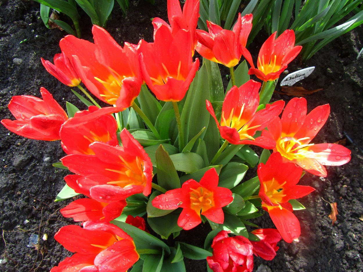 Tulp-Scarlet-Baby-1 Scarlet Baby - Afbeelding 1