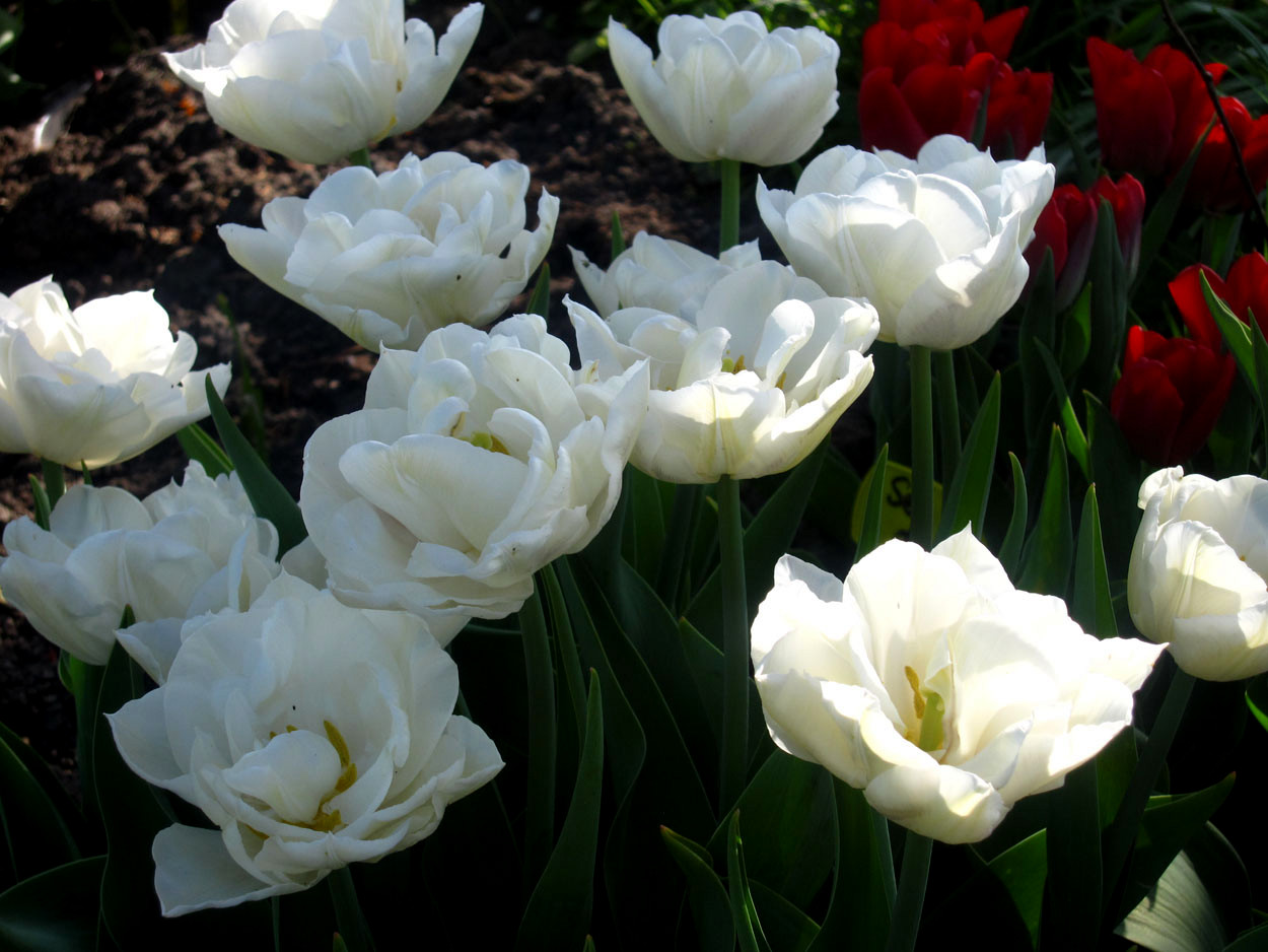 Tulp-Schneebal-1 Schneebal - Afbeelding 1