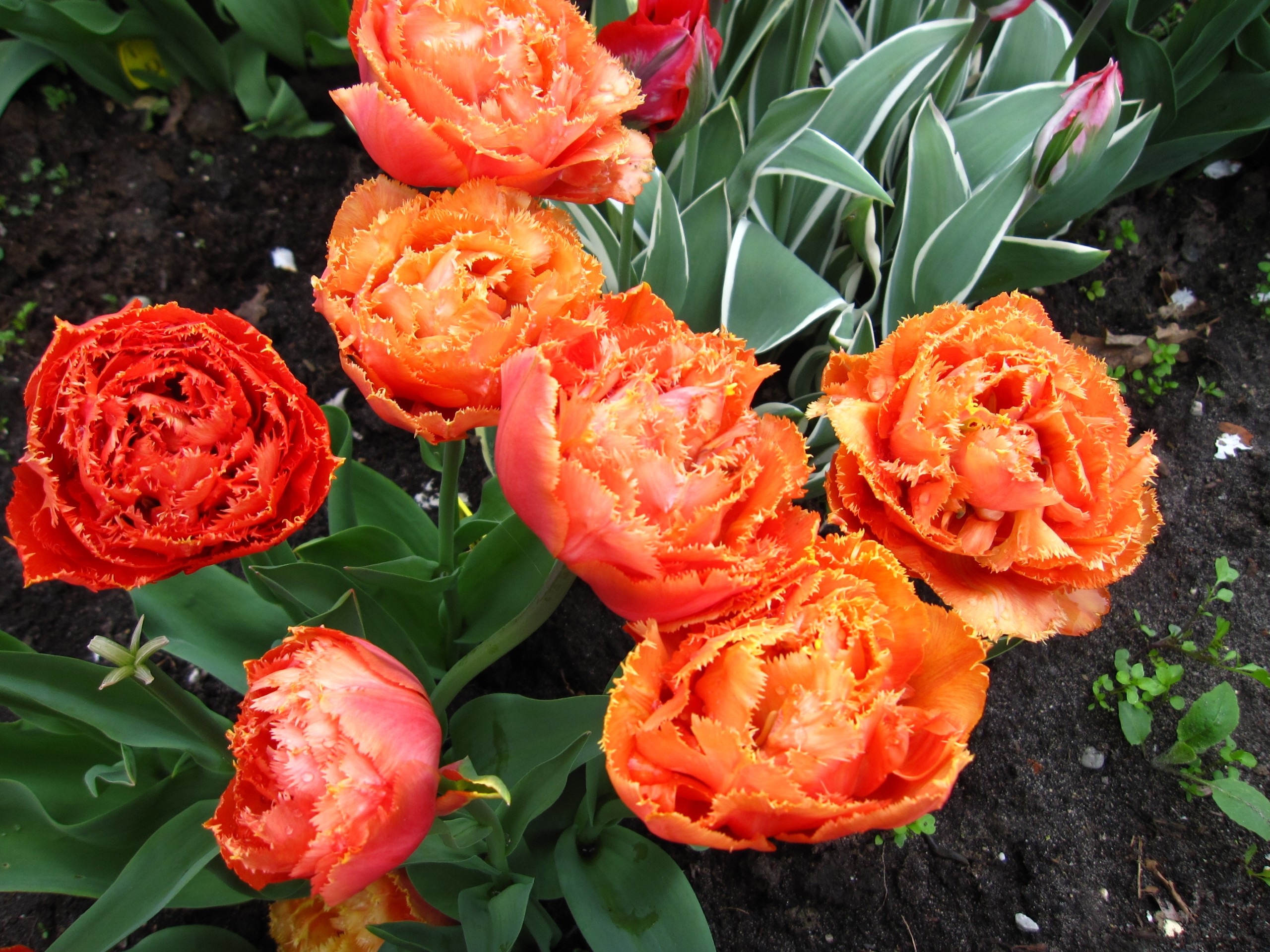 Tulp-Sensual-Touch-1 Sensual Touch - Afbeelding 1