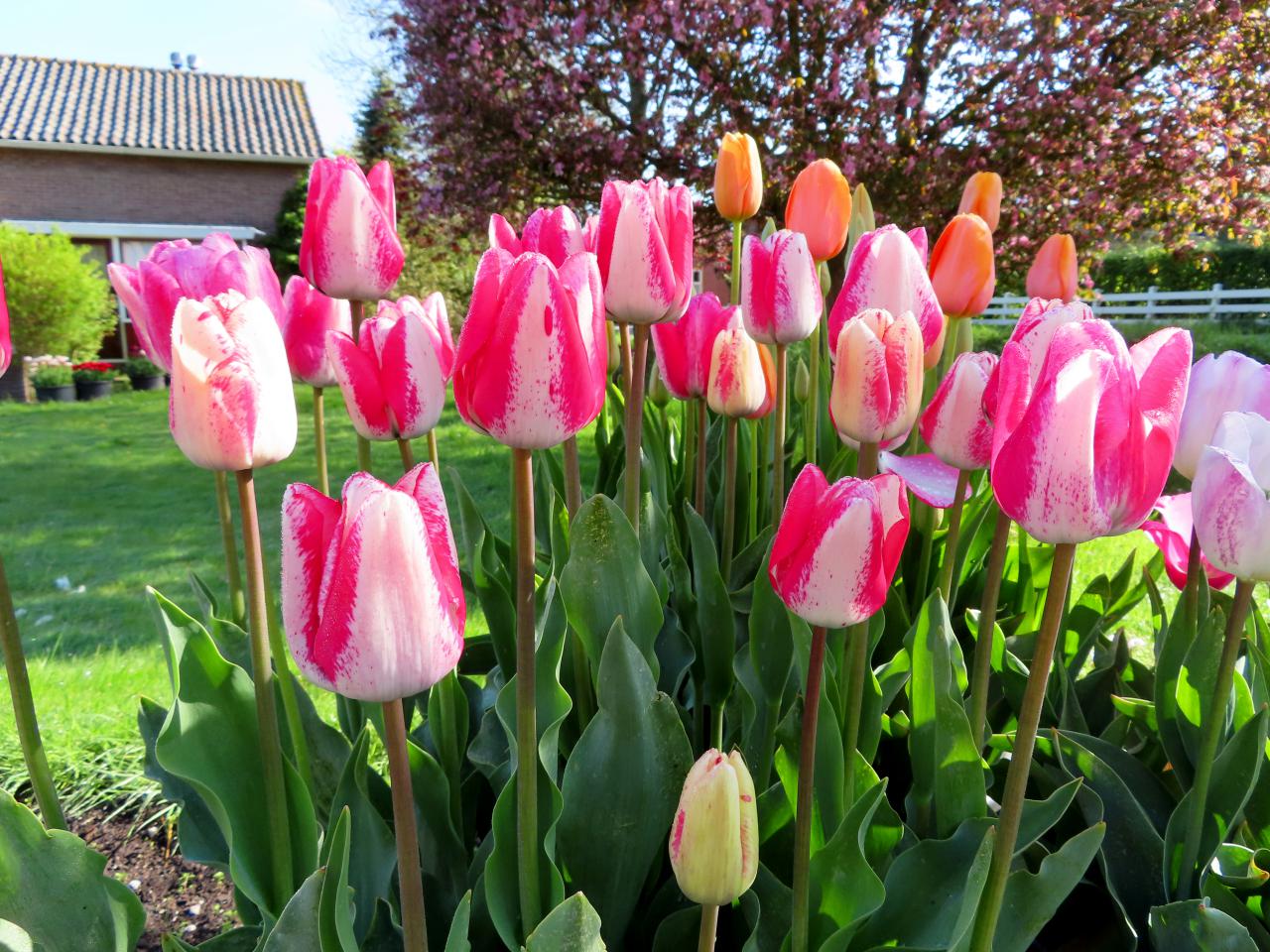 Tulp-Shirley-1 Shirley - Afbeelding 1