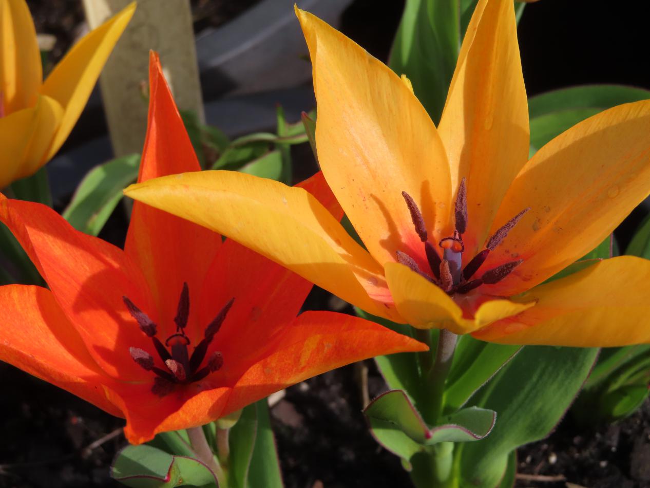 Tulp-Shogun-1 Shogun - Afbeelding 1