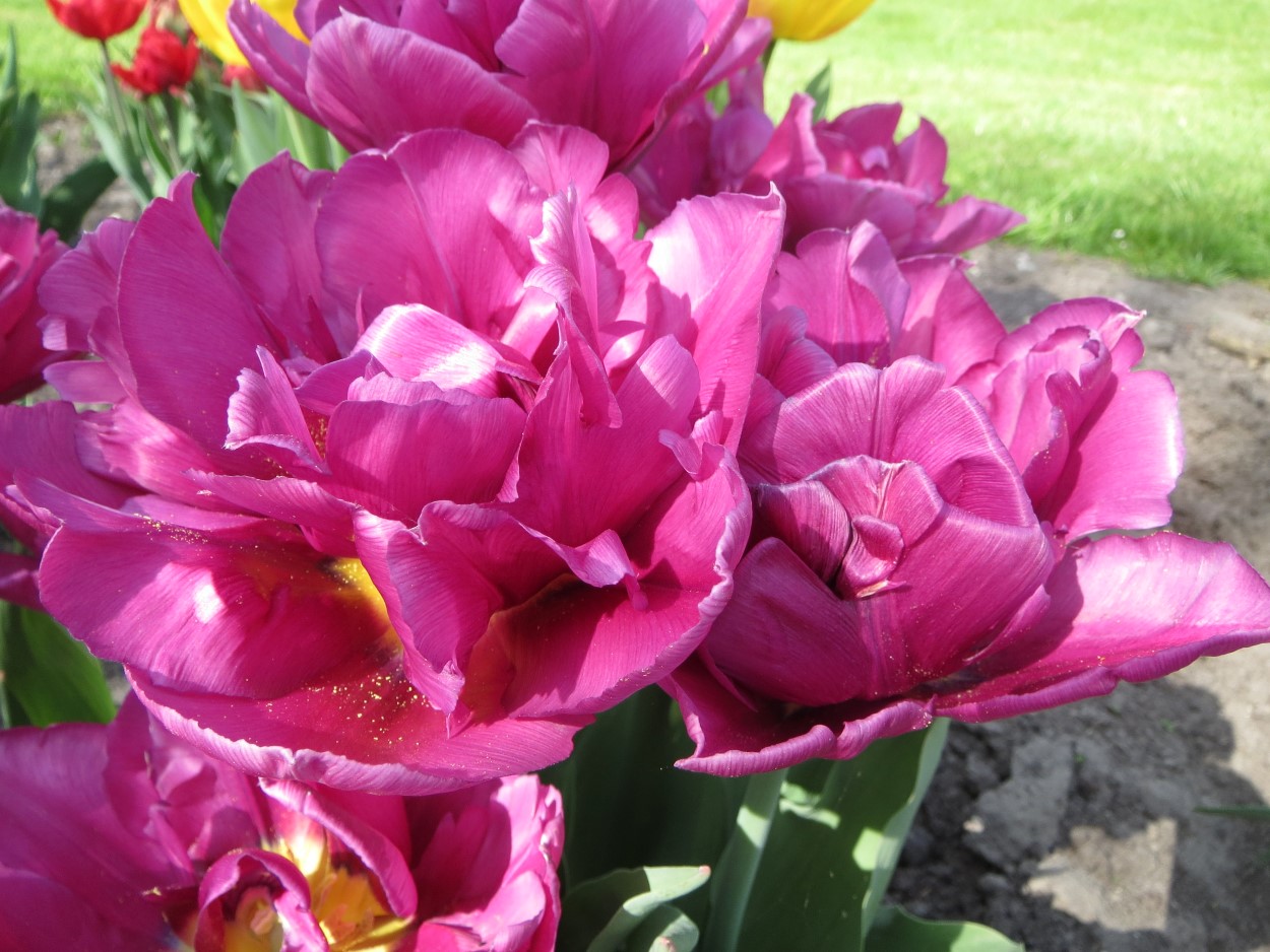 Tulp-Showcase-1 Showcase - Afbeelding 1