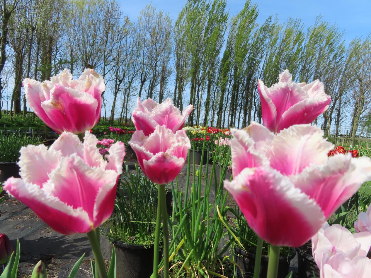 Tulp-Siesta-1 Siesta - Afbeelding 1