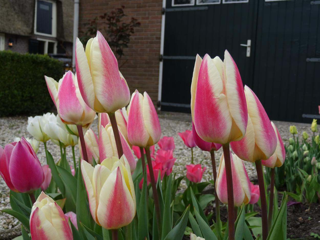 Tulp-Silk-Surprise-1 Silk Surprise - Afbeelding 1