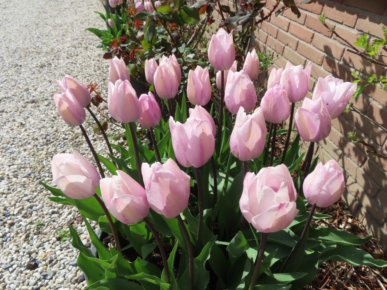 Tulp-Silver-Cloud-1 Silver Cloud - Afbeelding 1