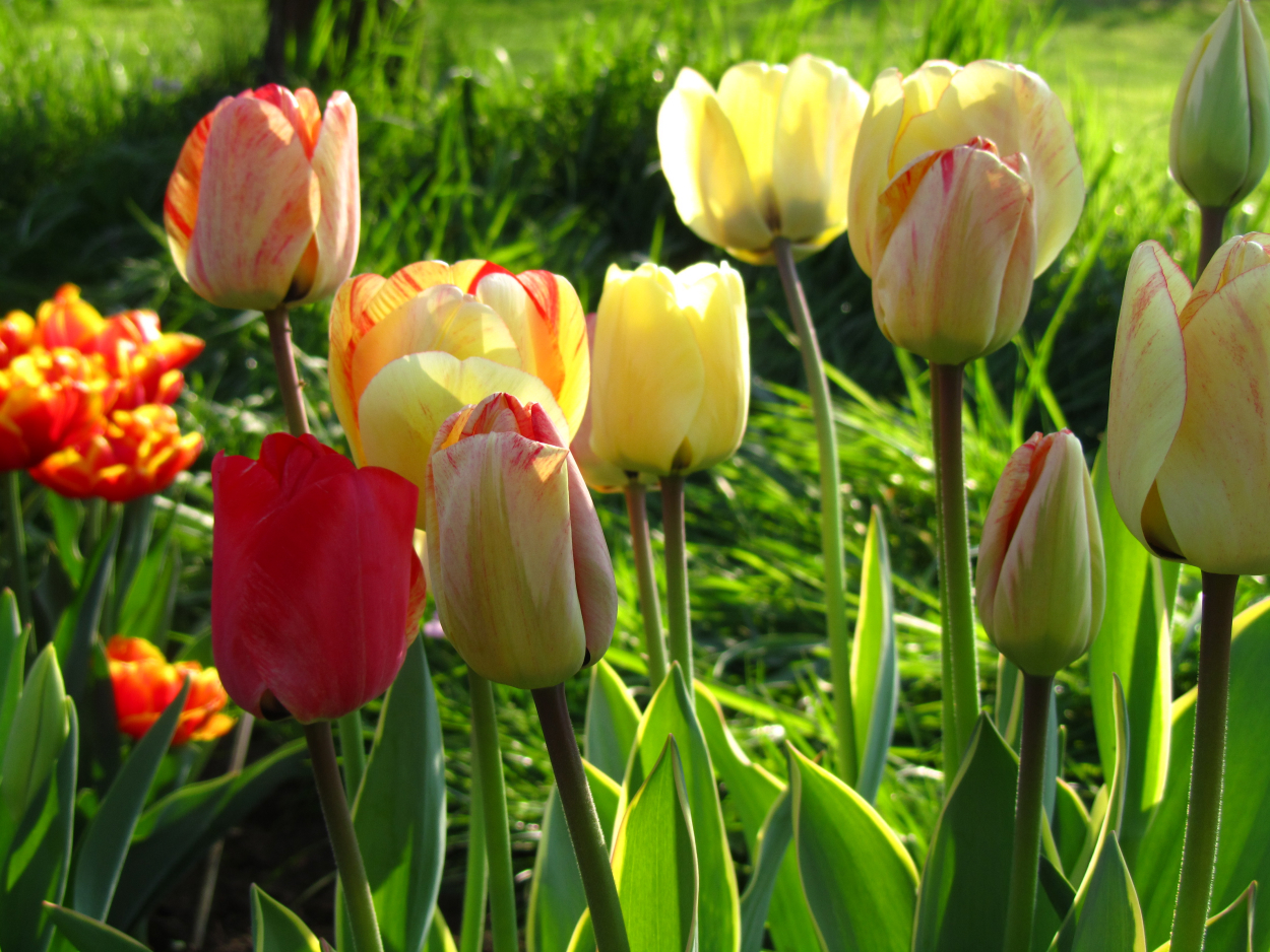 Tulp-Silver-Stream-1 Silver Stream - Afbeelding 1