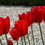 Sky High Scarlet