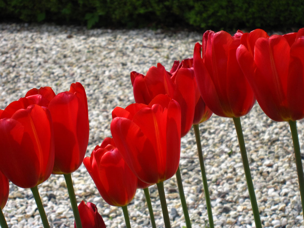 Tulp-Sky-Hihg-Scarlet-1 Sky High Scarlet - Afbeelding 1