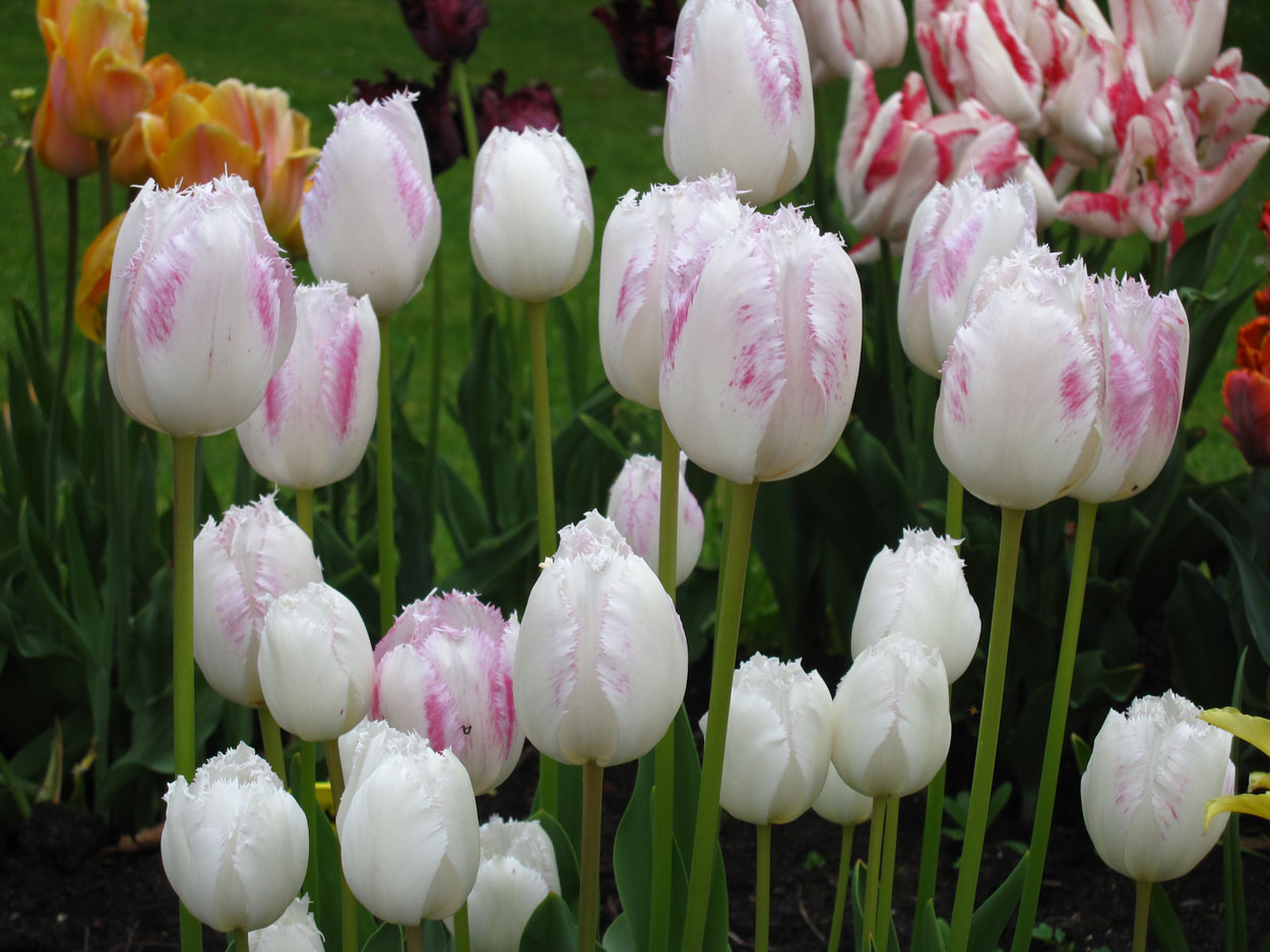 Tulp-Sky-team-1 Sky Team - Afbeelding 1
