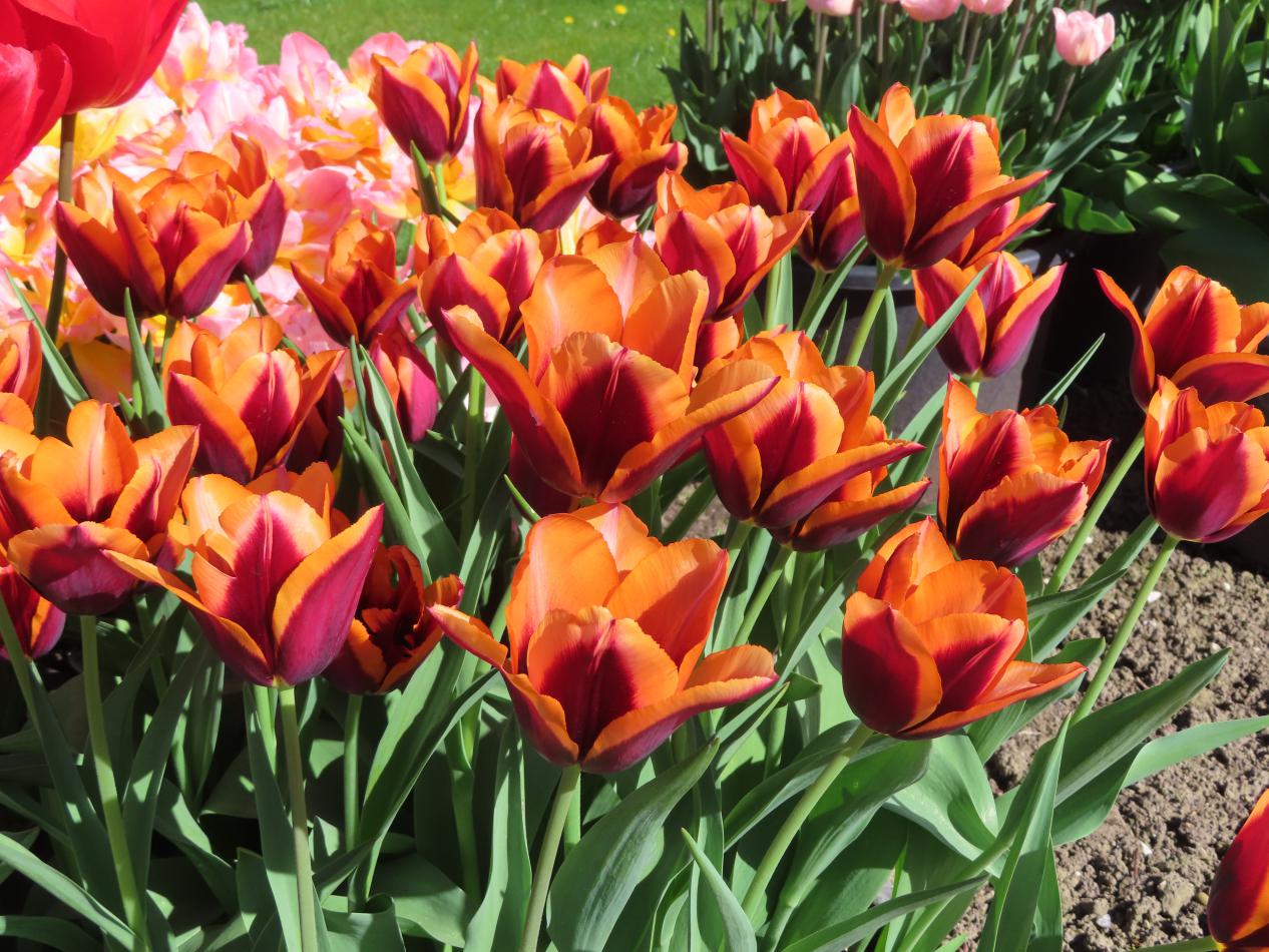 Tulp-Slawa-4 Slawa - Afbeelding 1