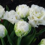 Snow Chrystal