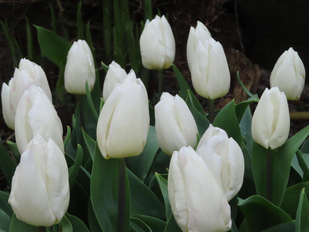 Tulp-Snowstorm-1 Snow Storm - Afbeelding 1