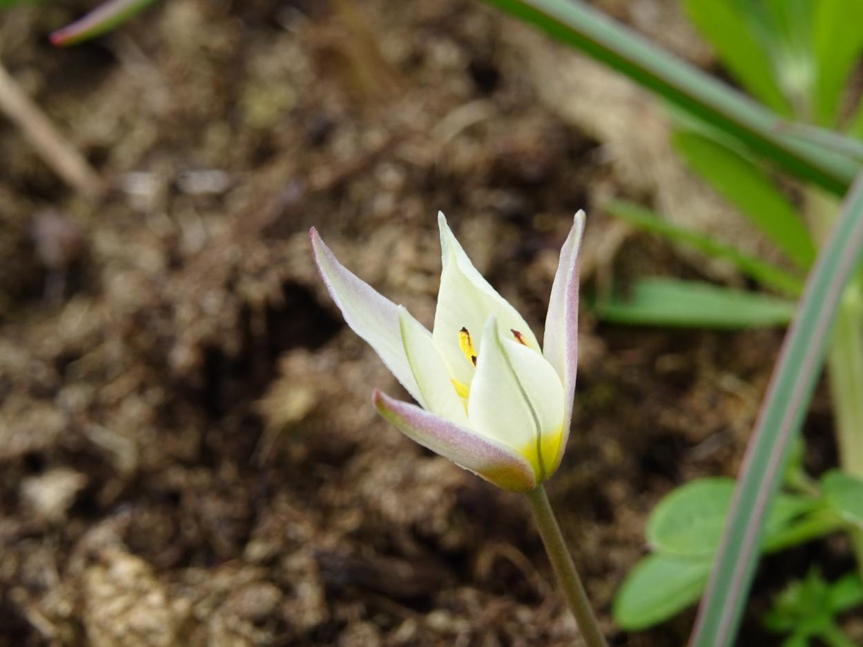 Tulp-Sogdiana-1 Sogdiana - Afbeelding 1