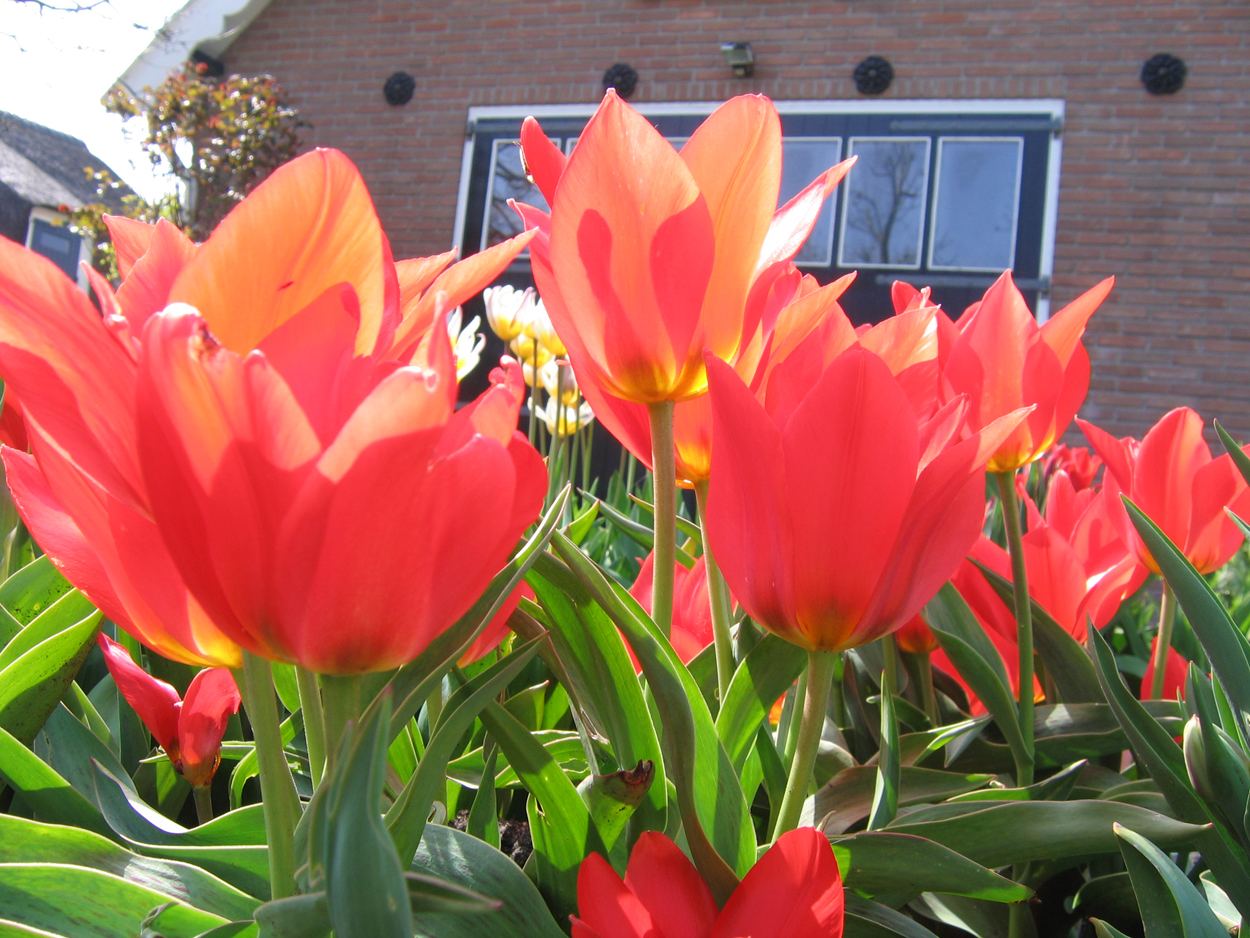 Tulp-Sombrero-1 Sombrero - Afbeelding 1