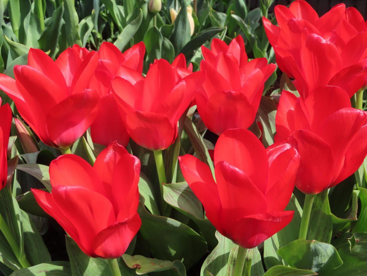Tulp-Soraya-1 Soraya - Afbeelding 1