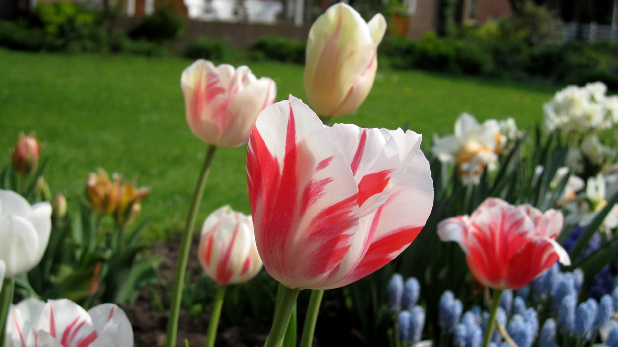Tulp-Sorbet-1 Sorbet - Afbeelding 1