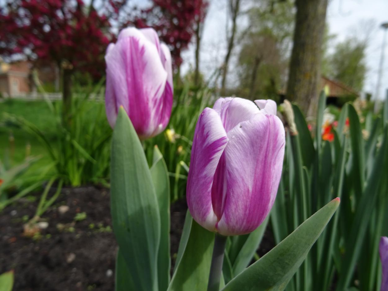Tulp-Sparkling-Flag-1 Sparkling Flag - Afbeelding 1