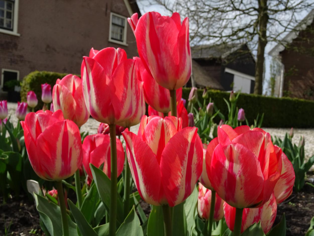 Tulp-Spring-Break-1 Spryng Break - Afbeelding 1