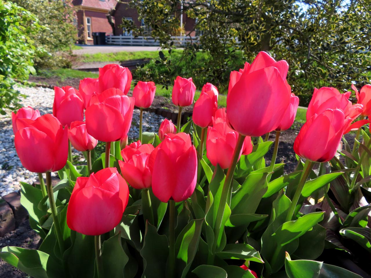 Tulp-Spryng-1 Spryng - Afbeelding 1