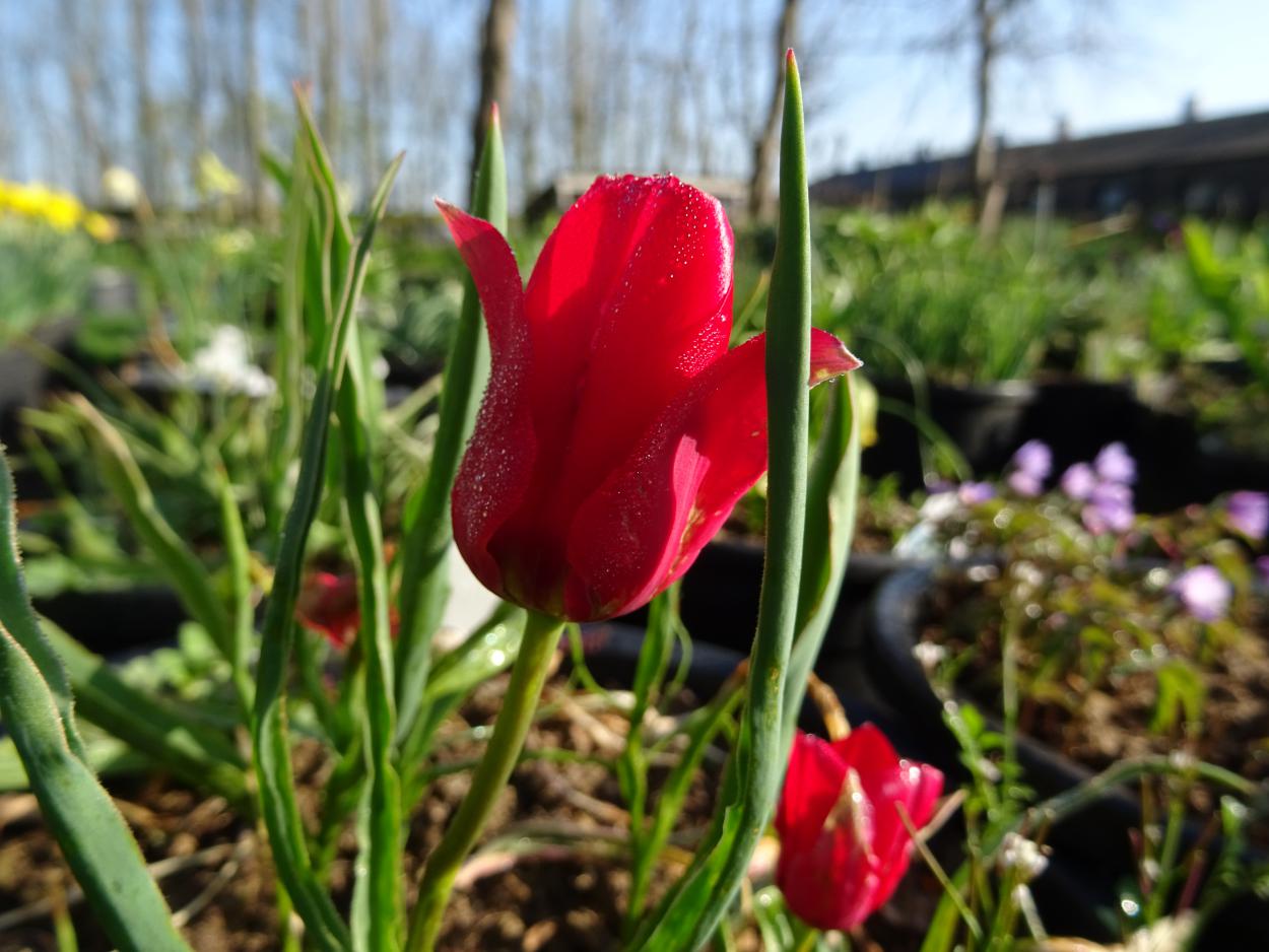 Tulp-Stapfii-1 Stapfii - Afbeelding 1
