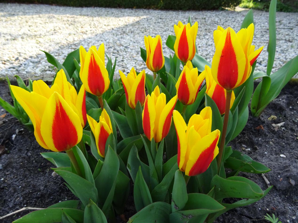 Tulp-Stresa-1 Stresa - Afbeelding 1