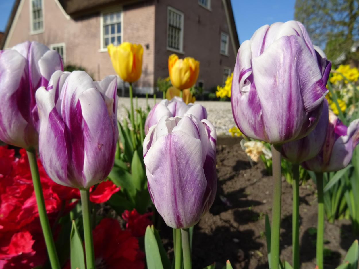 Tulp-Striped-Flag-1 Striped Flag - Afbeelding 1