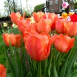 Stunning Apricot