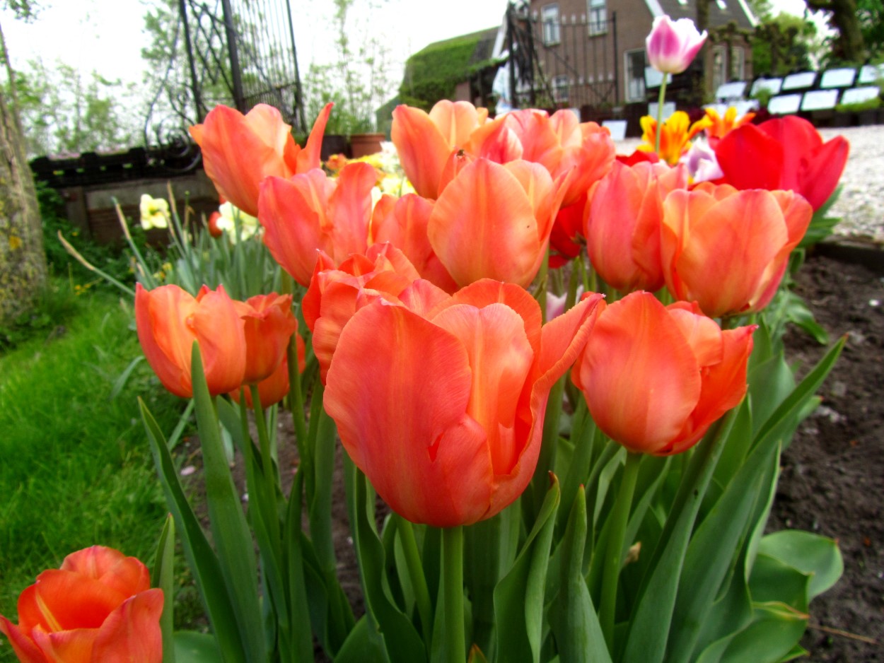 Tulp-Stunning-Apricot-1 Stunning Apricot - Afbeelding 1