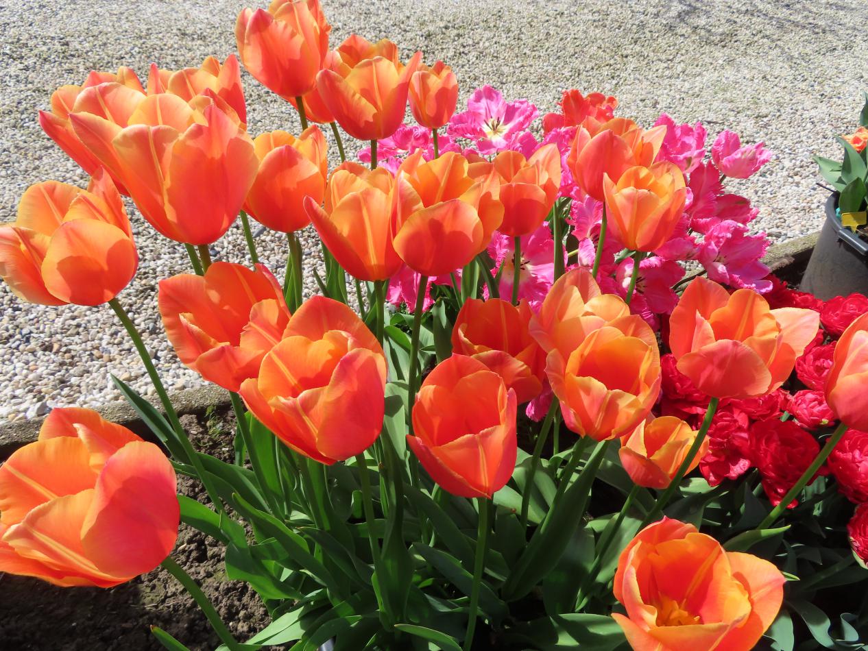 Tulp-Stunning-Star-1 Stunning Star - Afbeelding 1