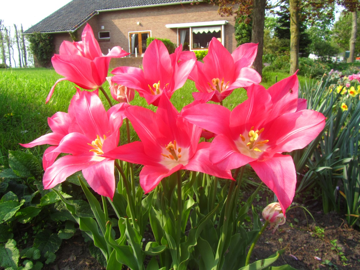 Tulp-Sugar-Love-1 Sugar Love - Afbeelding 1