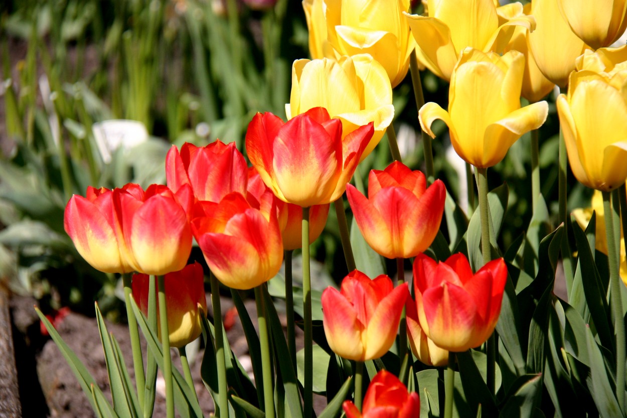 Tulp-Suncatcher-1 Suncatcher - Afbeelding 1