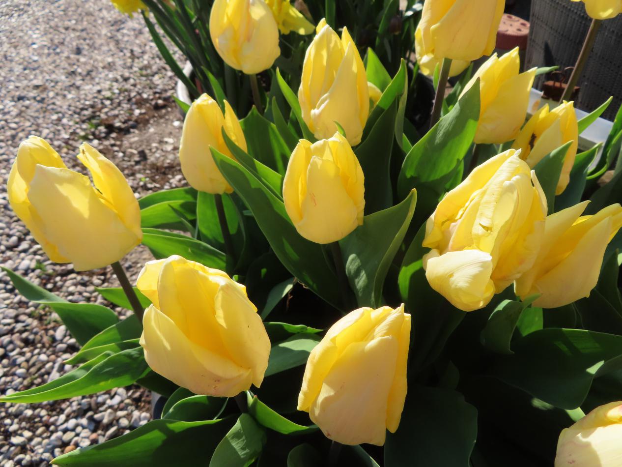Tulp-Sunny-Prince-1 Sunny Prince - Afbeelding 1