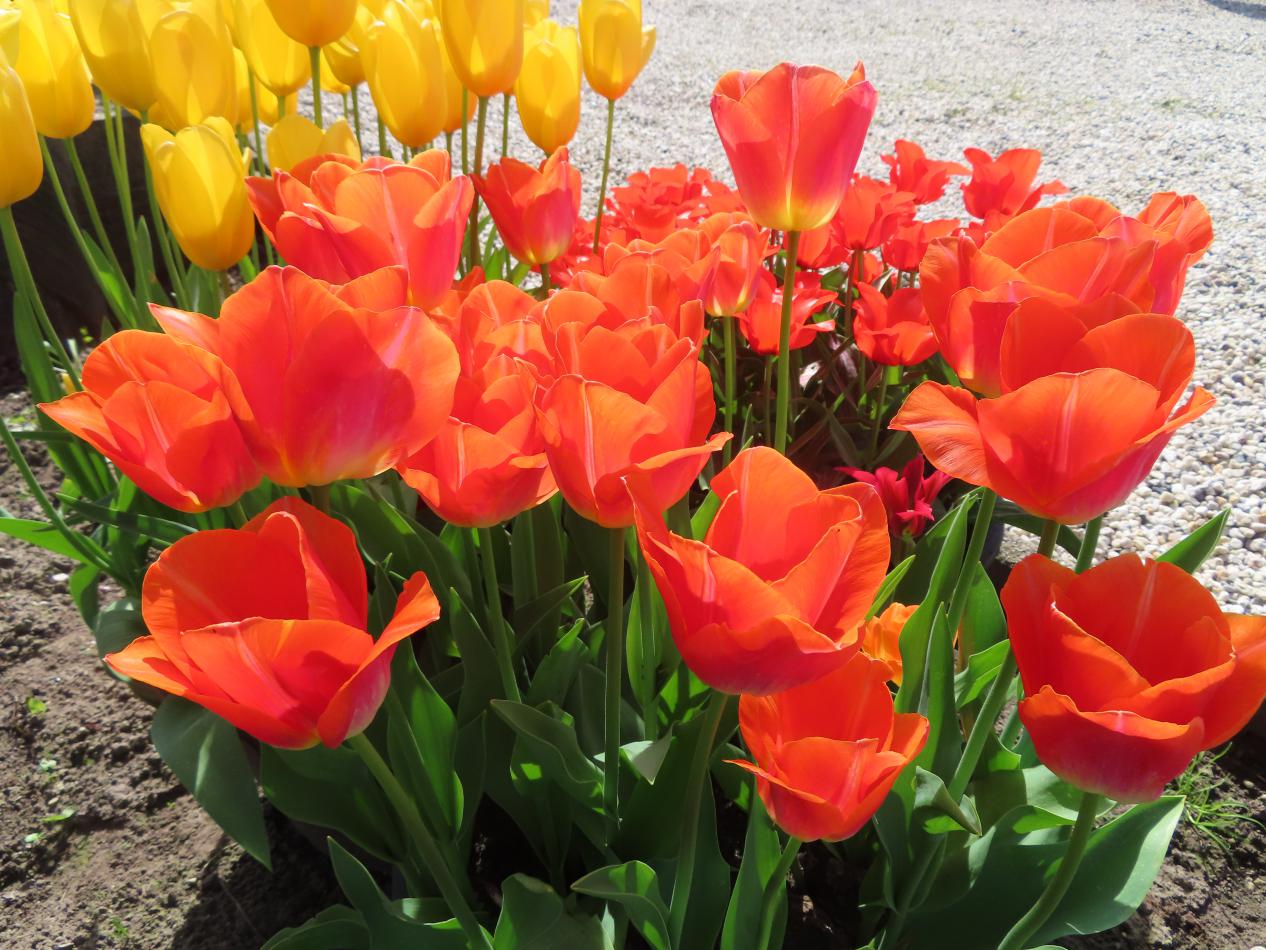 Tulp-Sunrise-Dynasty-1 Sunrise Dynasty - Afbeelding 1