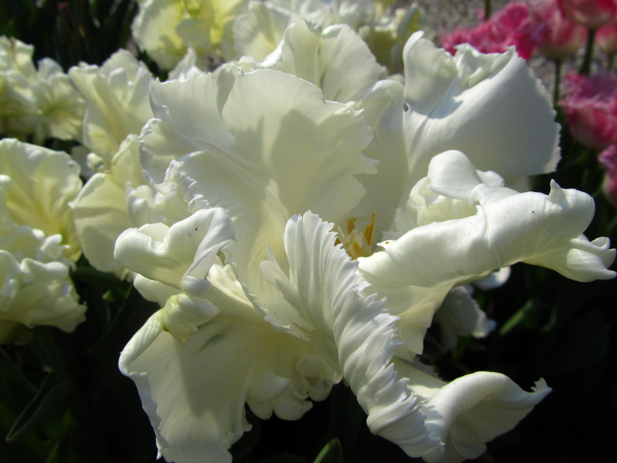 Tulp-Super-Parrot-1 Superparrot - Afbeelding 1