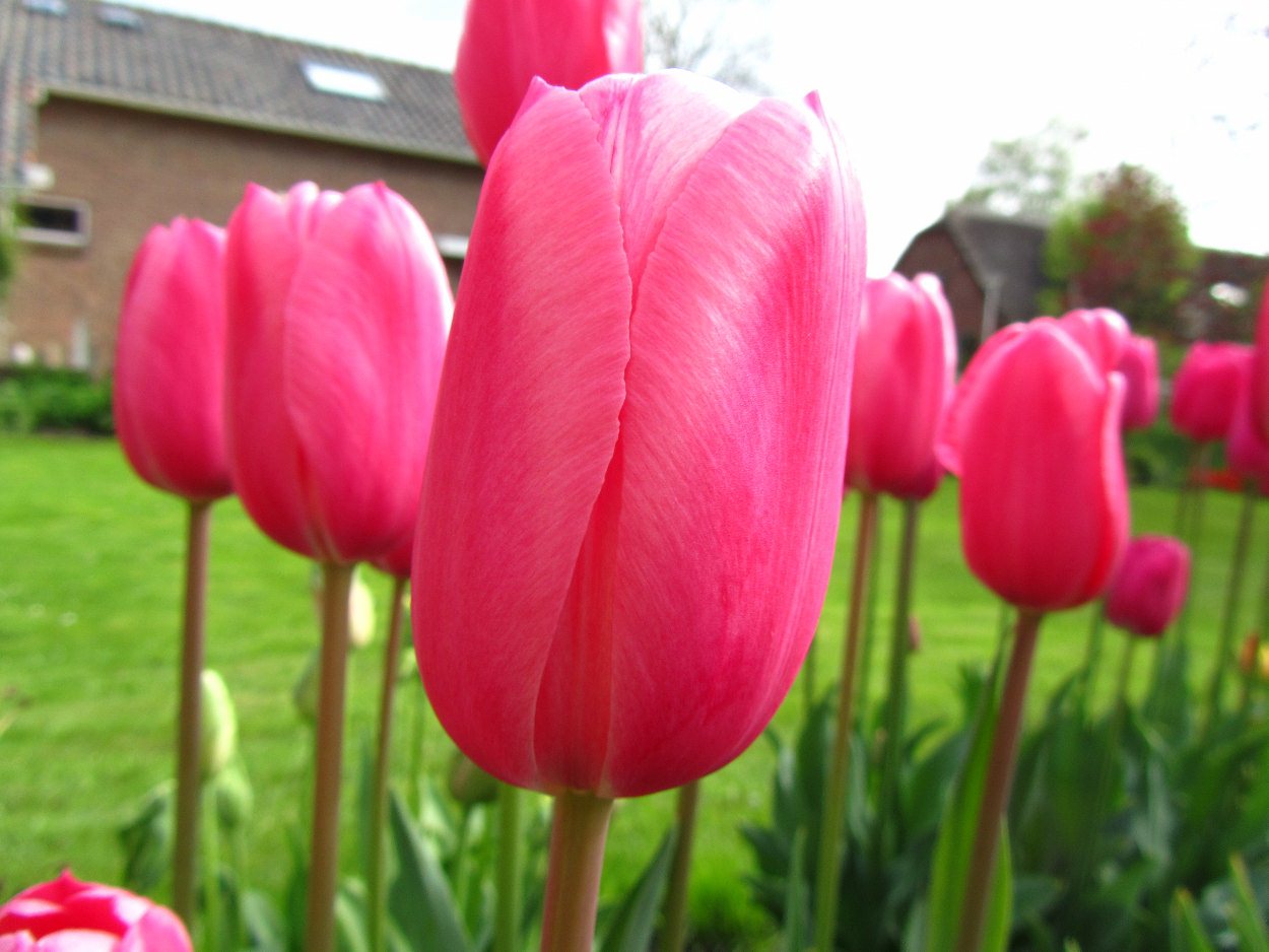 Tulp-Survivor-1 Survivor - Afbeelding 1