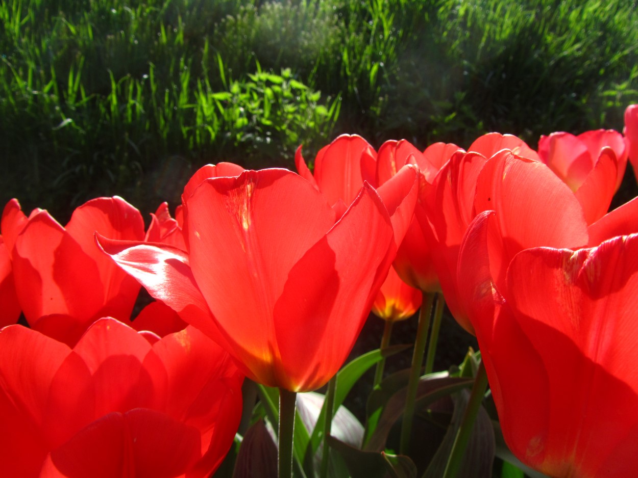 Tulp-Sweet-Lady-1 Sweet Lady - Afbeelding 1