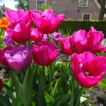 Sweet Rosy