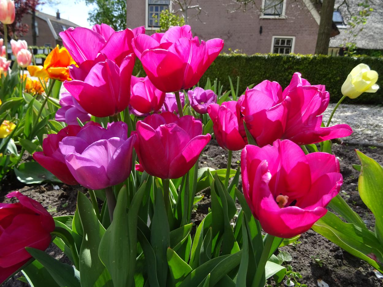 Tulp-Sweet-Rosy-3 Sweet Rosy - Afbeelding 1