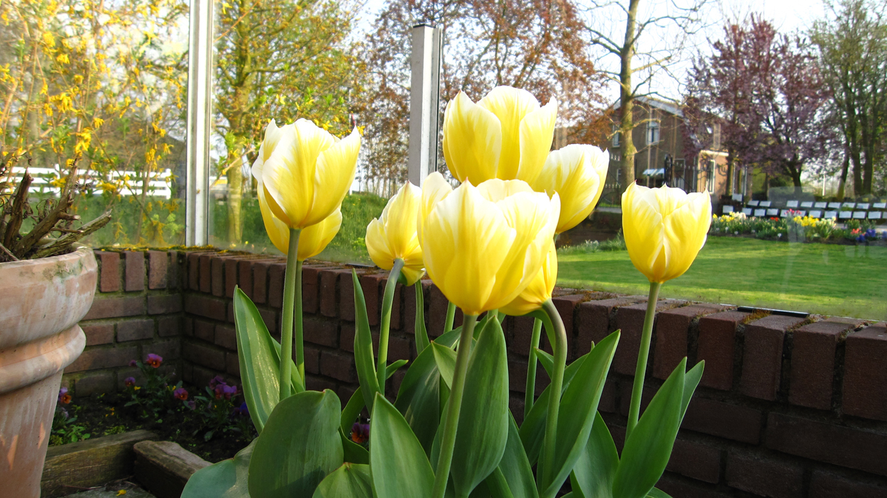 Tulp-Sweetheart-1 Sweetheart - Afbeelding 1