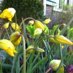 Sylvestris
