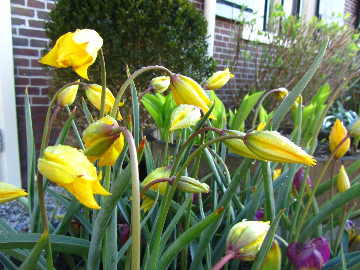 Tulp-Sylvestris-1 Sylvestris - Afbeelding 1
