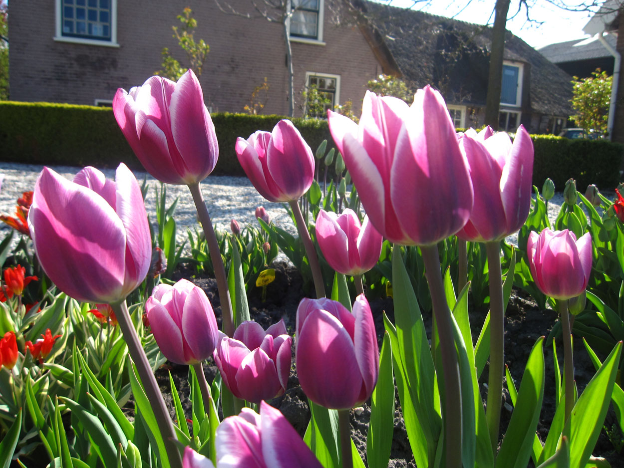 Tulp-Synaeda-Blue-1 Synaeda Blue - Afbeelding 1