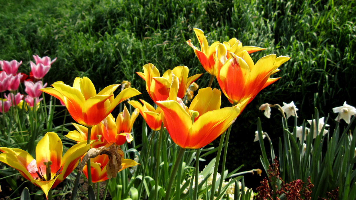 Tulp-Synaeda-King-1 Synaeda King - Afbeelding 1