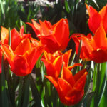 Synaeda Orange